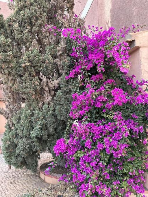 Sol De Mar, La Mata Apartment La Mata  Ngoại thất bức ảnh